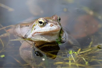 Moor frog (Rana arvalis)