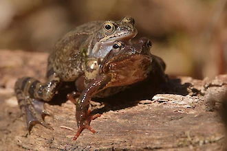 Moorfrog (Rana arvalis)