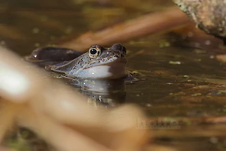 Moorfrog (Rana arvalis)