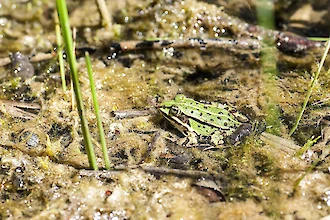 Common water frog (Pelophylax „esculentus“)