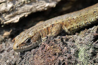 Viviparous lizard (Zootoca vivipara)